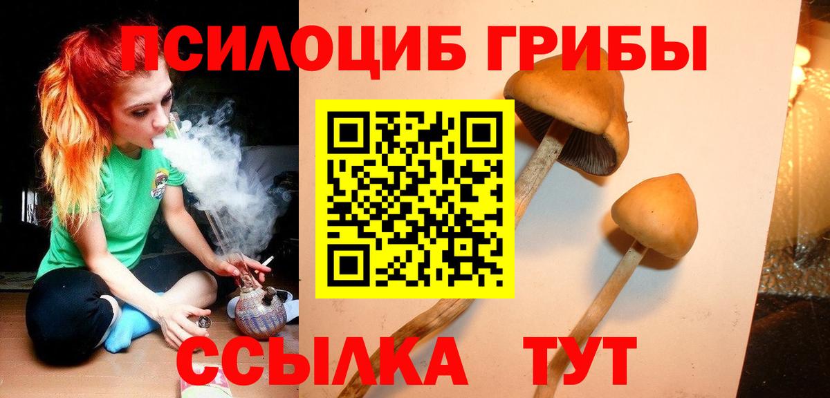 Псилоцибиновые грибы Psilocybine cubensis Котовск